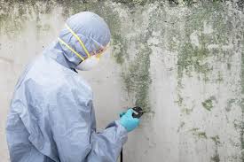 Best Mold Odor Removal Services  in Village Of The Branch, NY